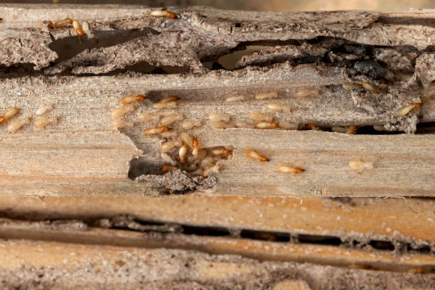 Best Flea Control Services  in Mountain Home Af, ID
